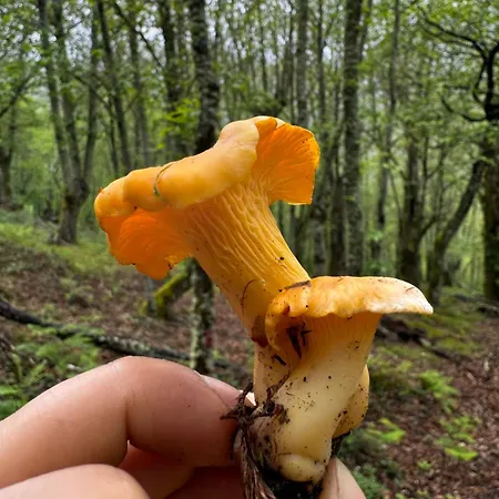 Apartment A Barreira -lar Da Cima- Folgoso do Courel