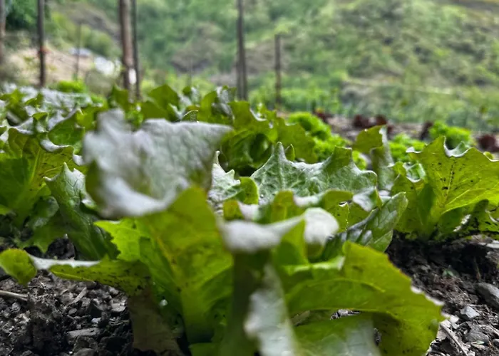 公寓 A Barreira -lar Da Cima-