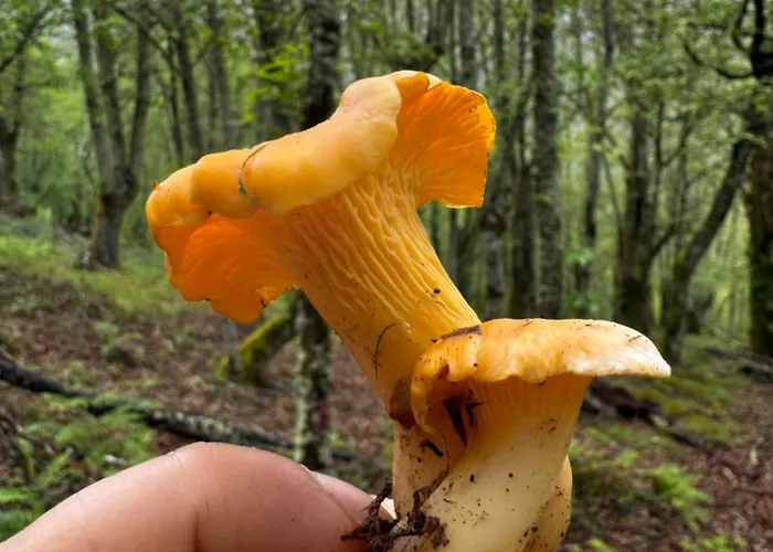 公寓 A Barreira -lar Da Cima- Folgoso do Courel